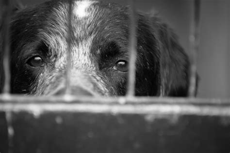 Denver Animal Shelter criticized for euthanasia decisions